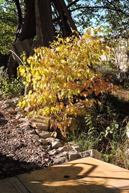 Dogwood takes on autumnal hues